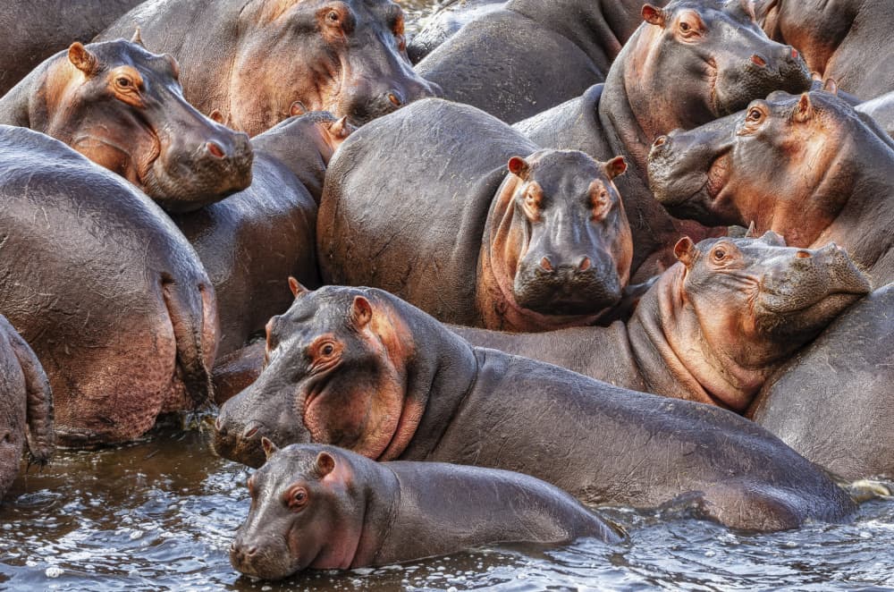 African Hippo Herd by Martin Steeb — canvas wall art