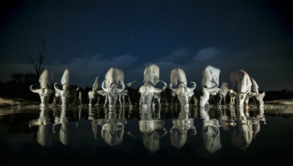 Buffalo Night Reflections by Clint Ralph — canvas wall art