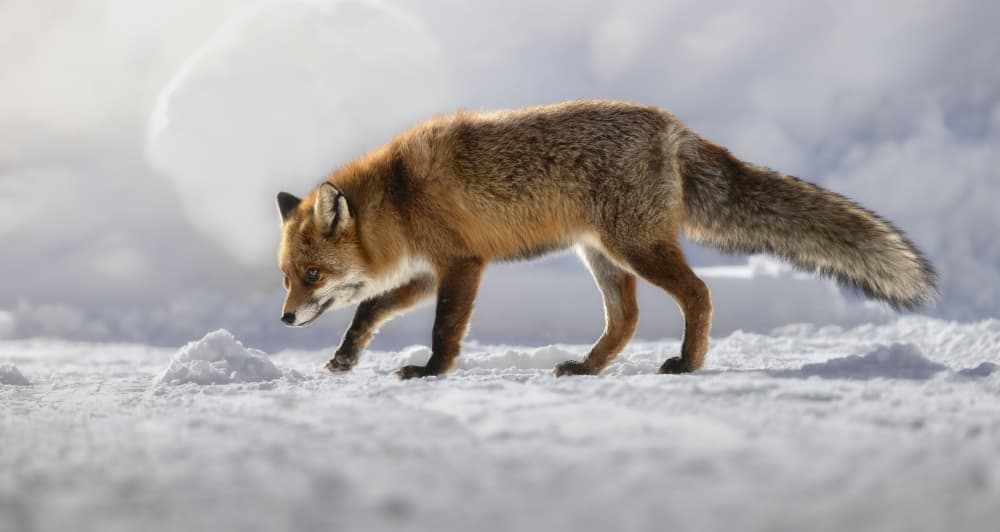 Red Fox In Snow by Marco Barisone — canvas wall art