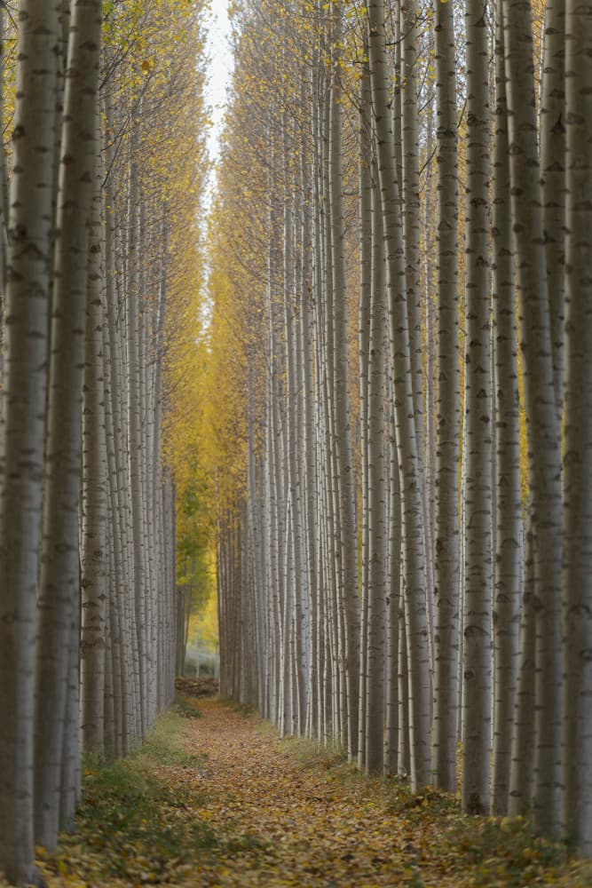 Golden Autumn Tree Path by Lucia Gamez — canvas wall art