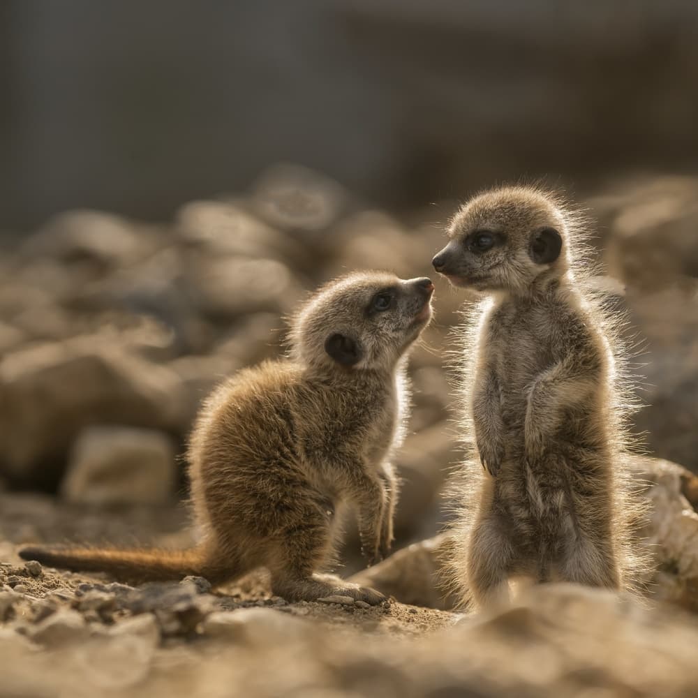 Golden Hour Meerkats by Gert van den Bosch — canvas wall art
