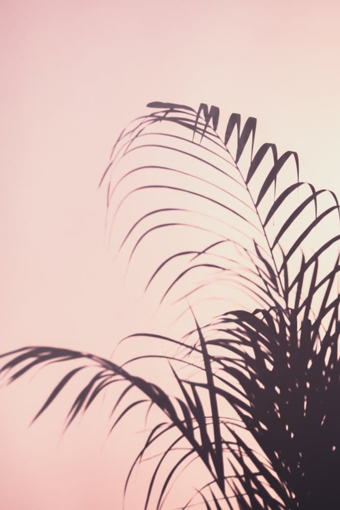 Blush Palm Shadows by Pictufy Studio III — canvas wall art