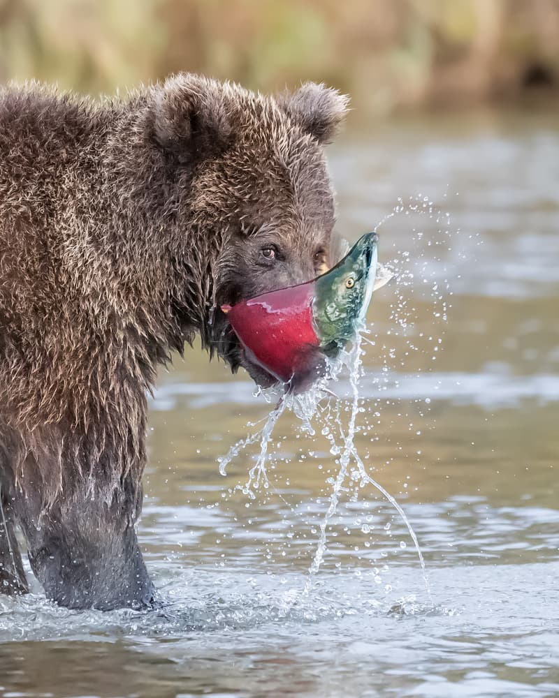 Bear Catches Salmon by Siyu_Wei APA — canvas wall art