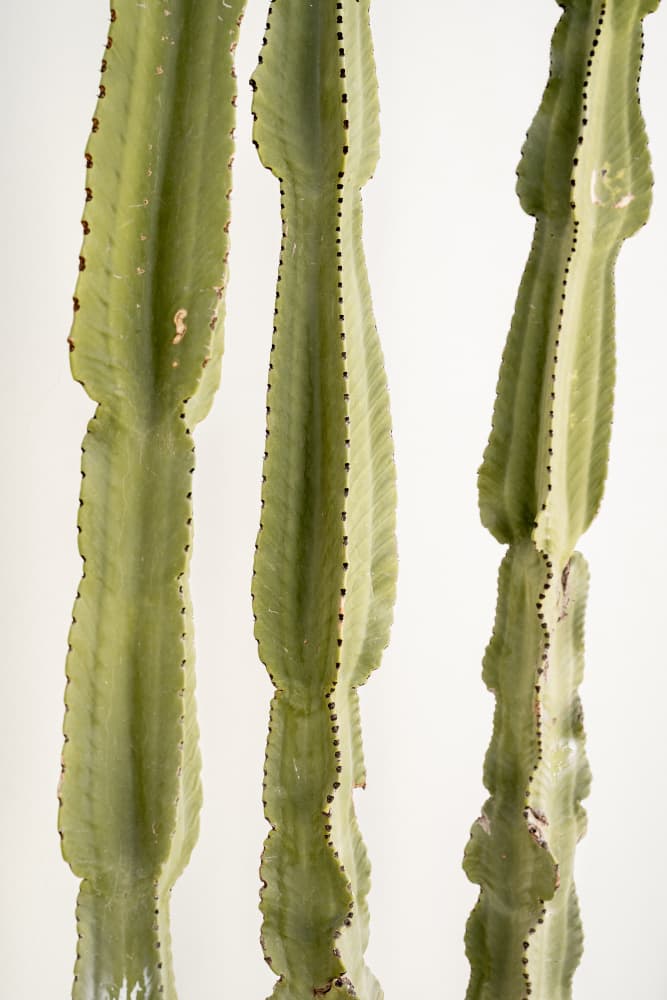 Tall Green Cacti by Henrike Schenk — canvas wall art