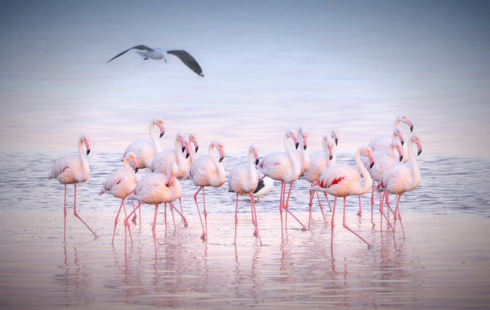 Graceful Pink Flamingos by Yun Gong — canvas wall art