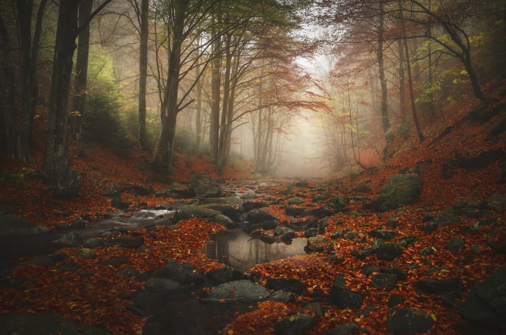 Misty Autumn Stream by Alexander Alexandrov — canvas wall art