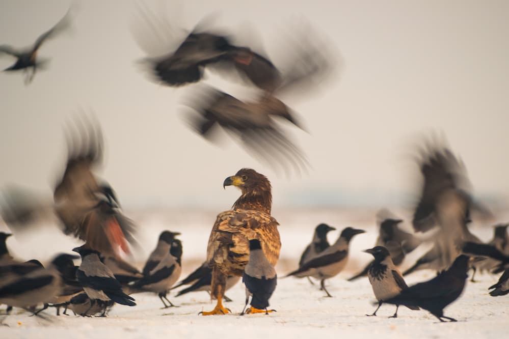 Eagle and Flying Crows by Mohammed Alnaser — canvas wall art