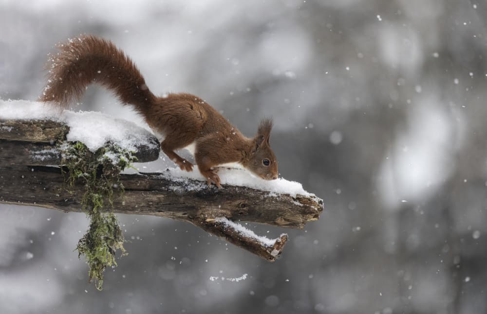 Red Squirrel Winter Watch by Marco Barisone — canvas wall art
