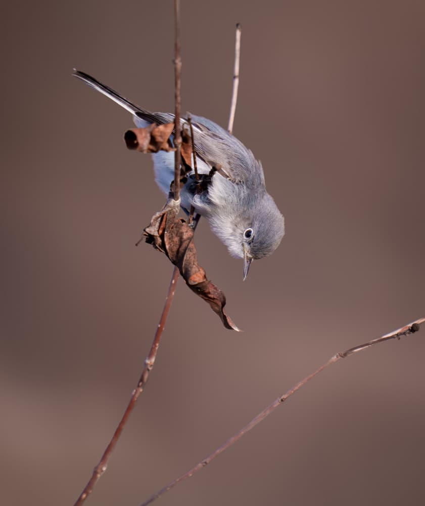 Blue-Grey Perched Bird by Serena Duan — canvas wall art