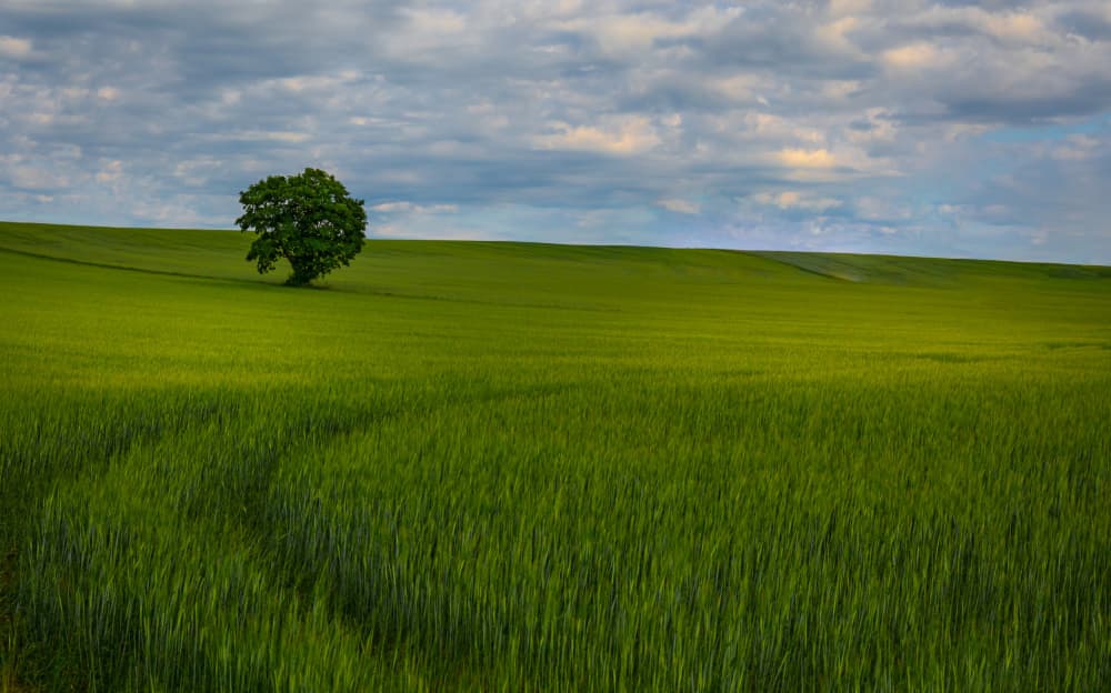 Lone Tree Green Field by Miroslaw Prybinski — canvas wall art