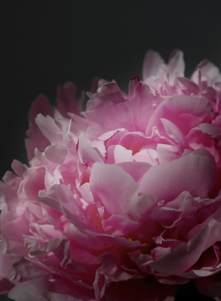 Elegant Pink Peony by Rosana Laiz Blursbyai — canvas wall art