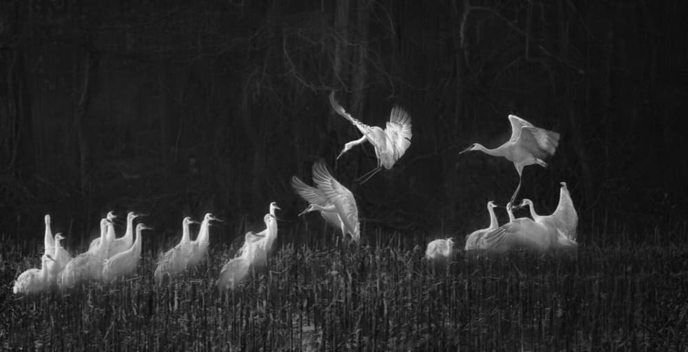 Egrets in Flight by Deming W — canvas wall art