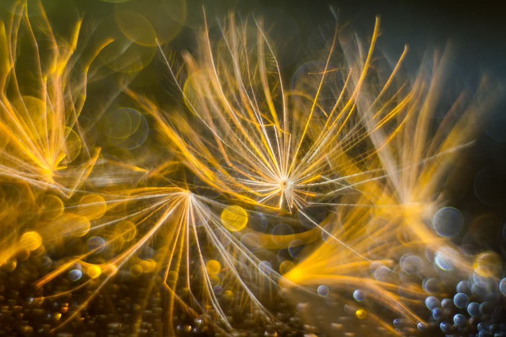 Golden Dandelion Glow by Shihya Kowatari — canvas wall art