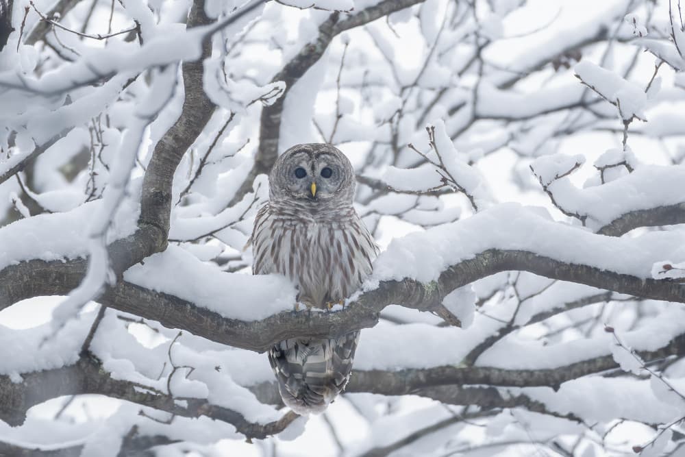 Watchful Winter Owl by Max Wang — canvas wall art