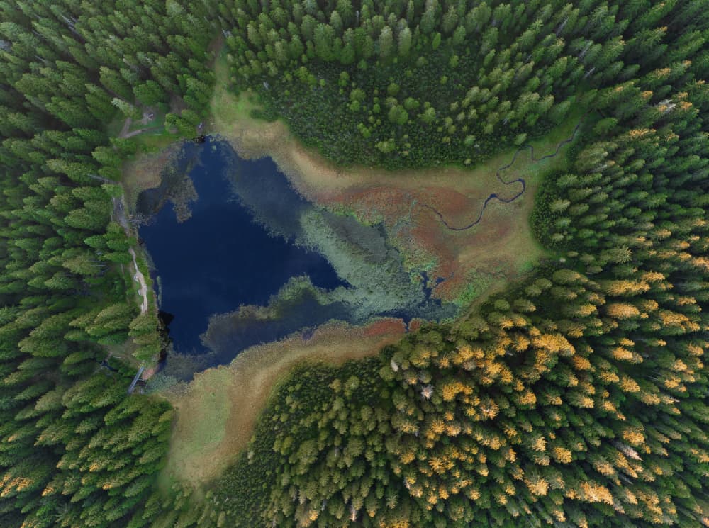 Aerial Forest Lake by Jure Kravanja — canvas wall art