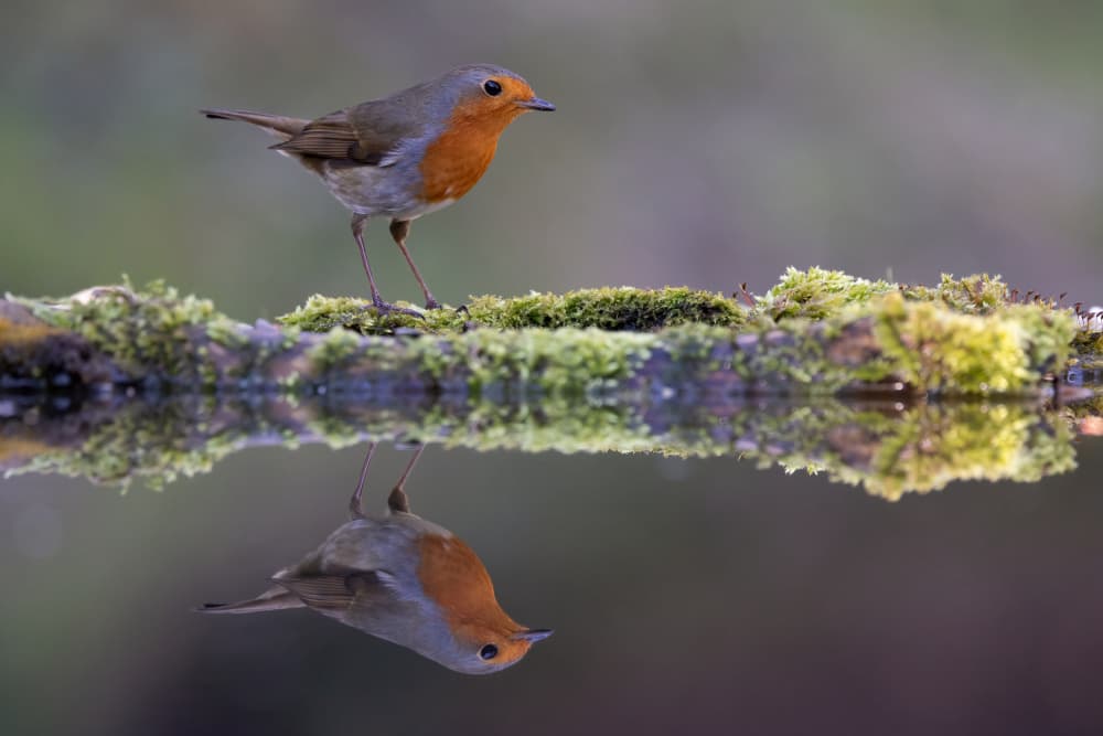 Peaceful Robin Reflection by Paolo Bolla — canvas wall art