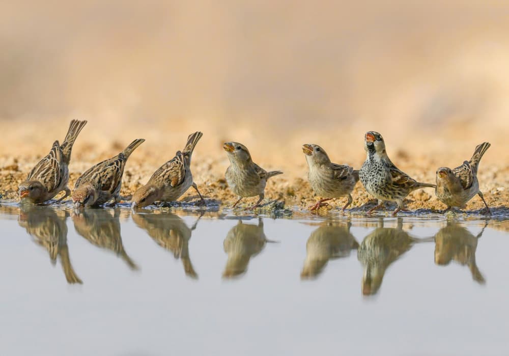 Thirsty Desert Birds by David Manusevich — canvas wall art
