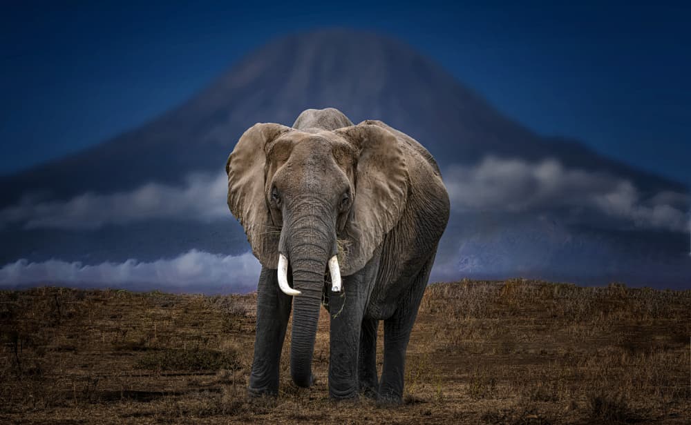 Majestic African Elephant by Jiahong Zeng — canvas wall art