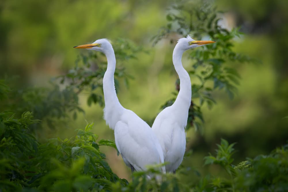 Graceful White Egrets by Jianping Yang — canvas wall art