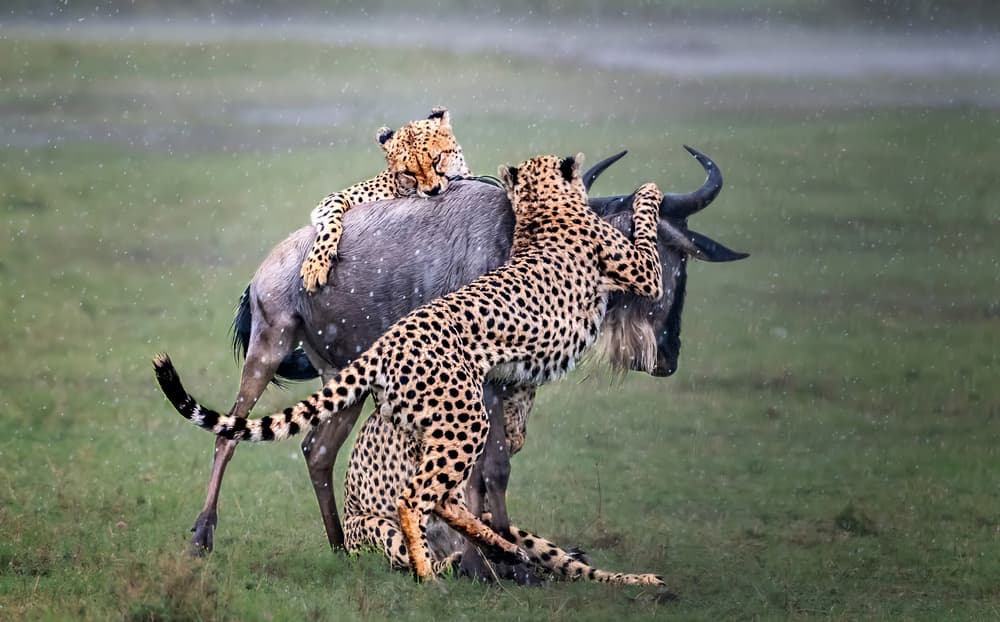 Cheetahs Hunt Wildebeest by Jie Fischer — canvas wall art