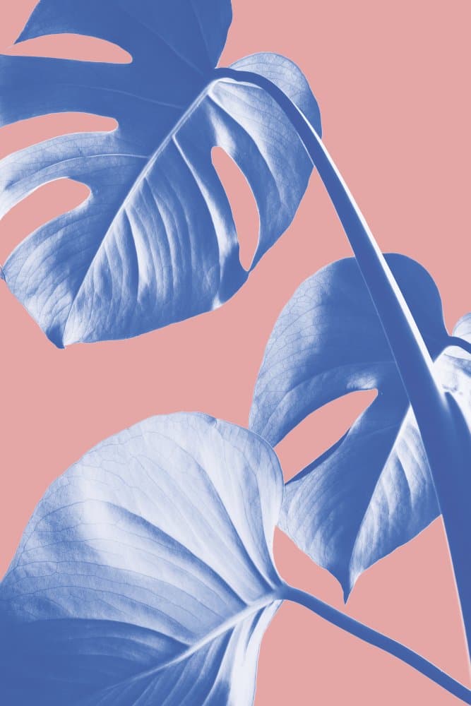 Blue Monstera Peach Pop by Pictufy Studio III — canvas wall art
