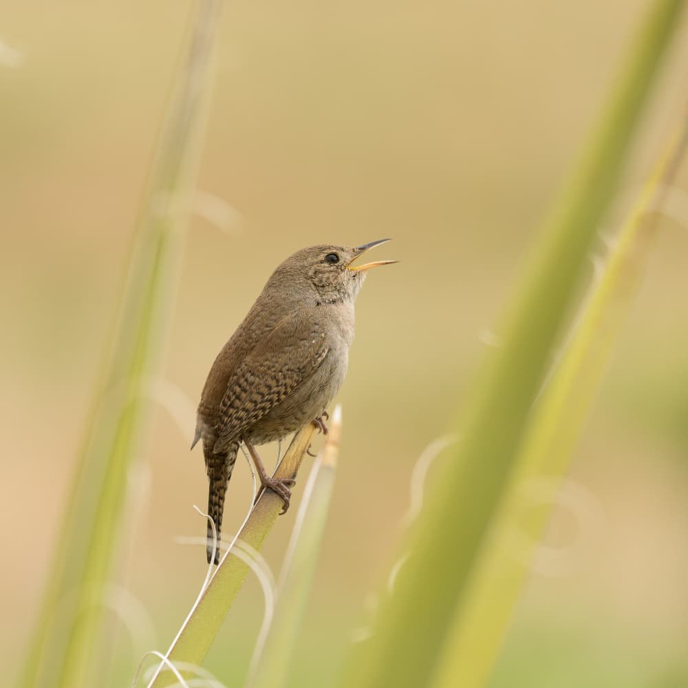 Little Wren Singing by Xiang yang Cui — canvas wall art