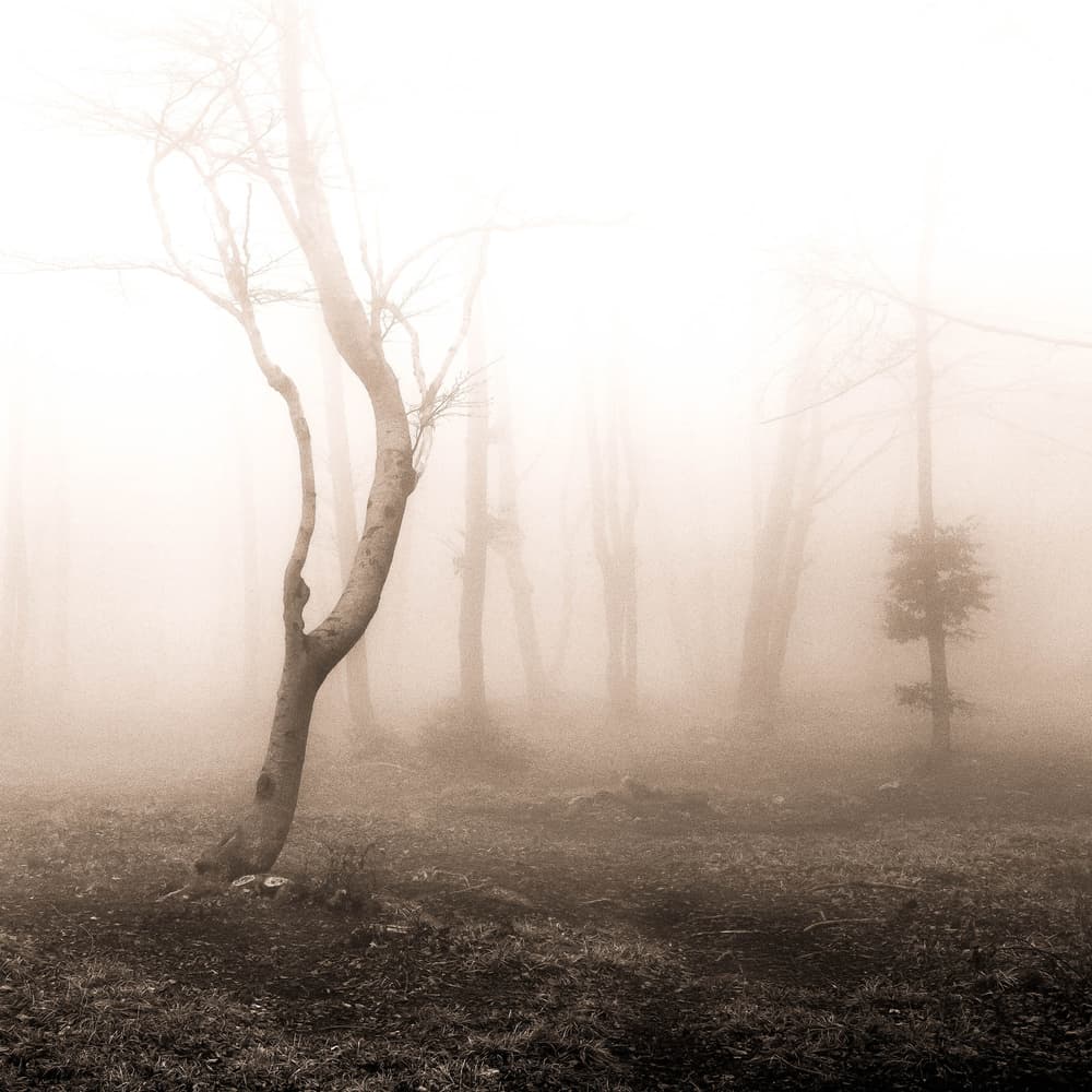 Autumn Foggy Forest by Alessandro Traverso — canvas wall art