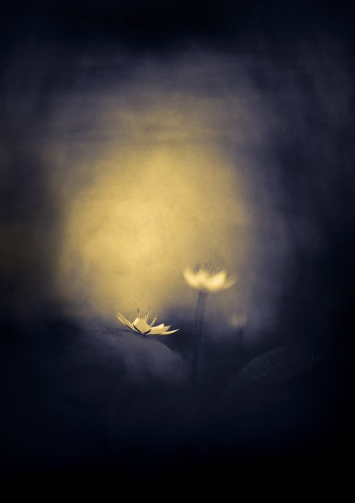 Dark Floral Glow by Mika Suutari — canvas wall art