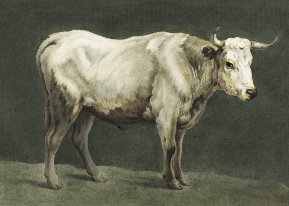 Standing Bull Painting