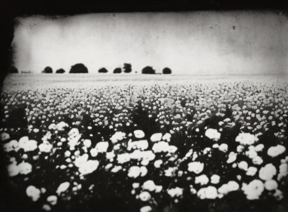 Dreamy Flower Field by Cicero Spin — canvas wall art