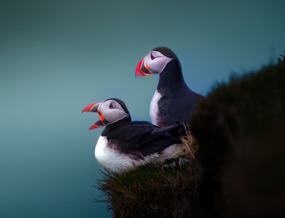 Calling Atlantic Puffins by Erik Engström — canvas wall art
