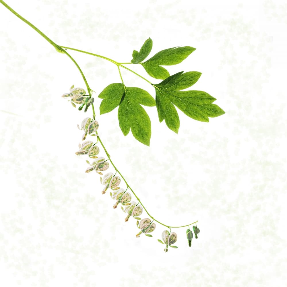 White Bleeding Hearts by Lucie Gagnon — canvas wall art