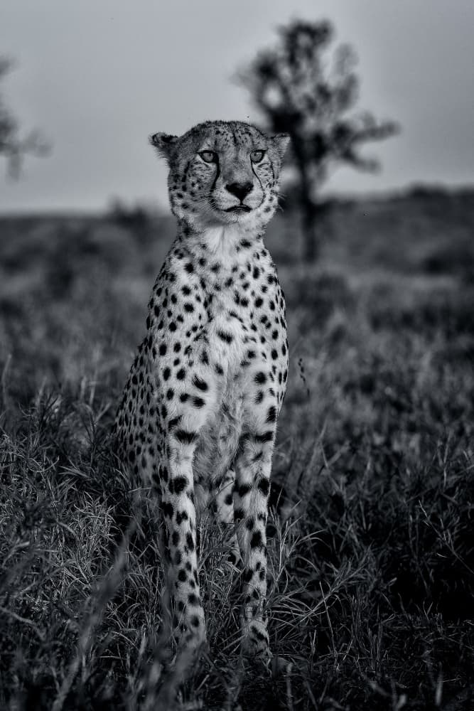 Wild Cheetah Portrait by Amnon Eichelberg — canvas wall art