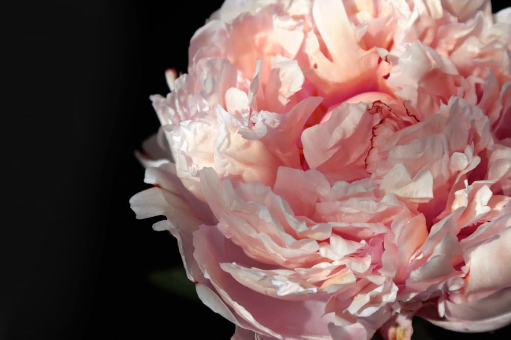 Pink Peony Bloom by Rosana Laiz Blursbyai — canvas wall art