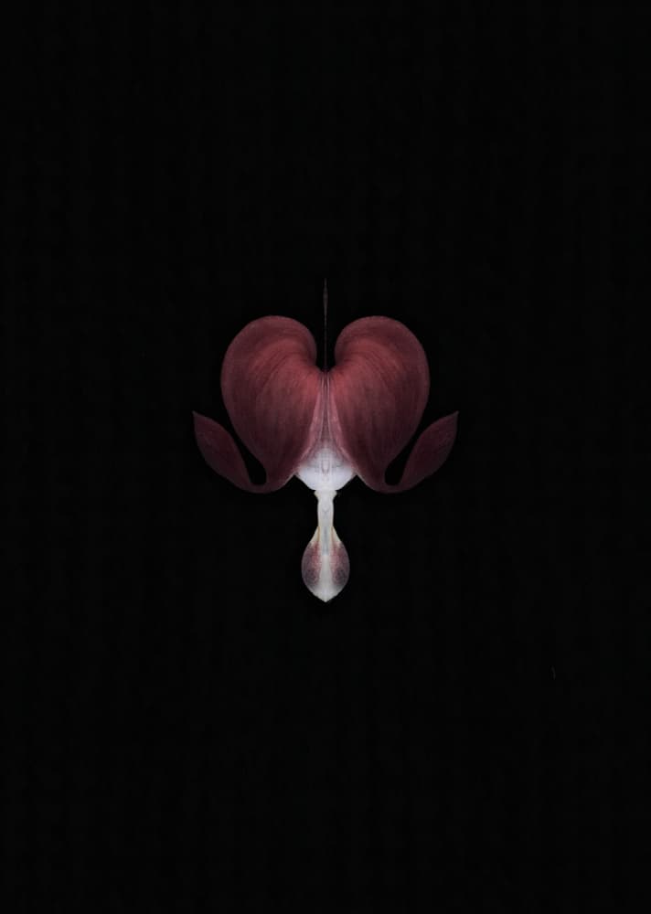Deep Red Bleeding Heart by Lotte Grønkjær — canvas wall art