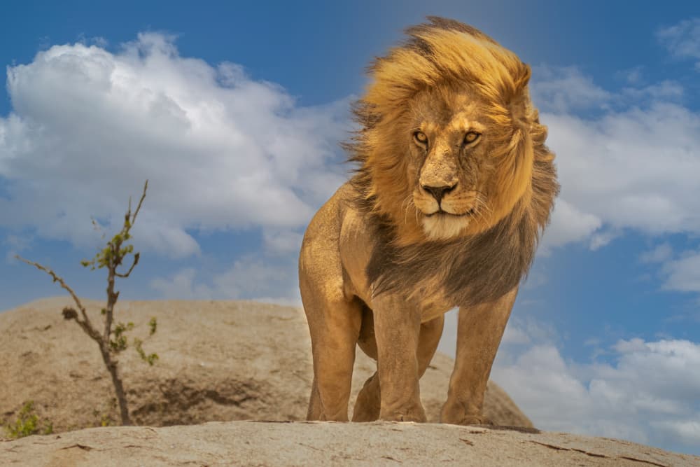 Majestic African Lion by Yogesh Bhatia — canvas wall art