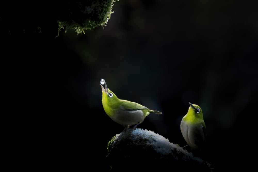 Green Birds Water Droplet by Wanjae Choi — canvas wall art