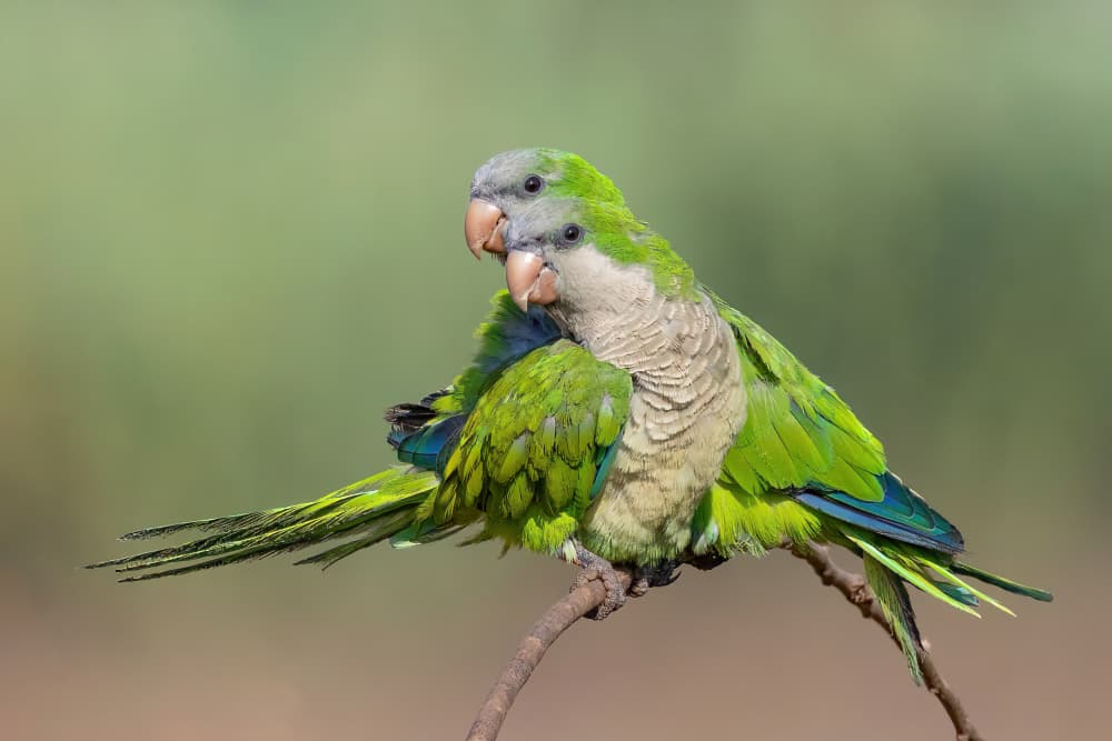 Monk Parakeet Pair by Guy Wilson — canvas wall art