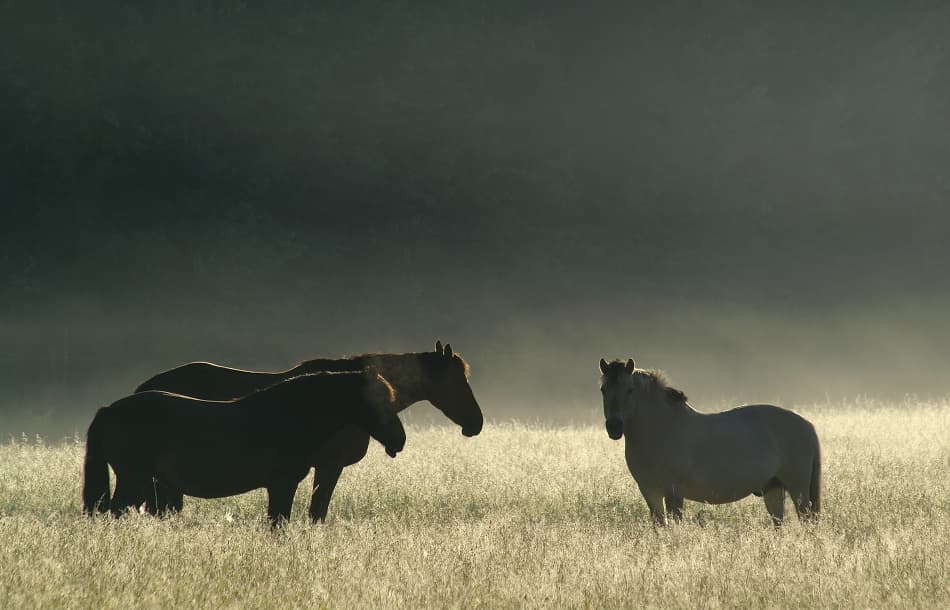 Horses in Morning Mist by Allan Wallberg — canvas wall art