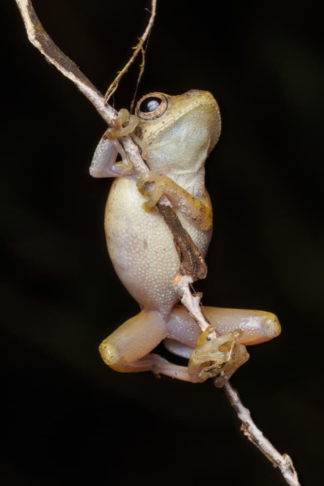 Clinging Tree Frog by HuongHoang — canvas wall art