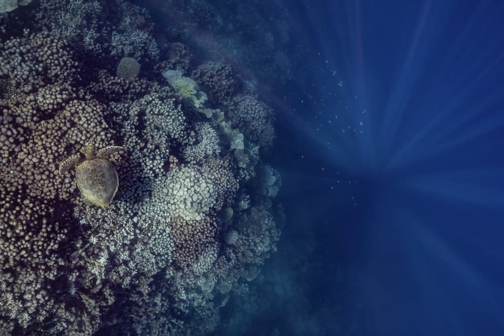 Reef Turtle Sun Rays by Serge Melesan — canvas wall art
