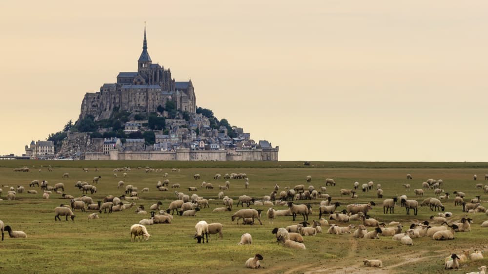 Mont Saint-Michel Sheep Fields by ManginiPhotography — canvas wall art
