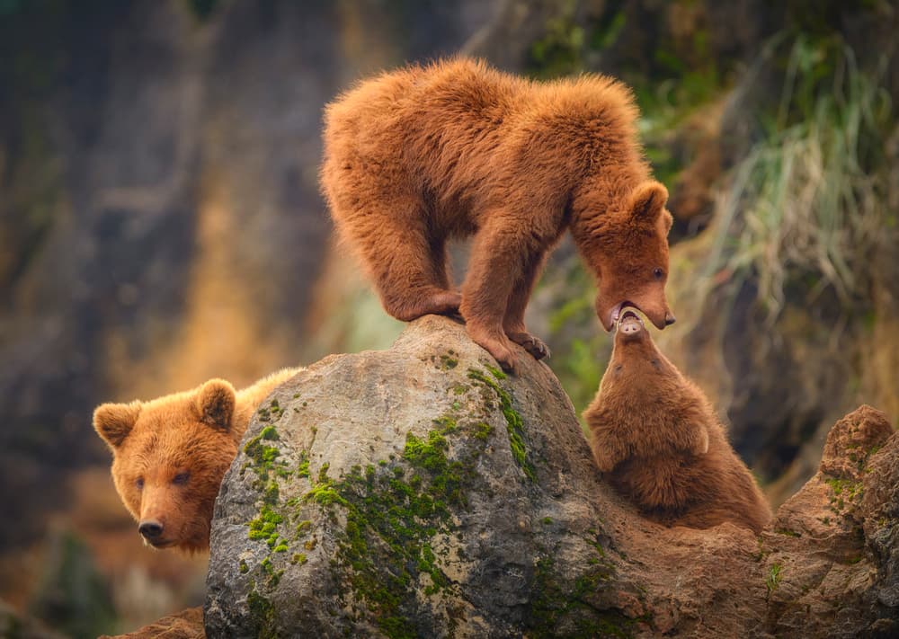 Playful Bear Cubs by Sergio Saavedra Ruiz — canvas wall art