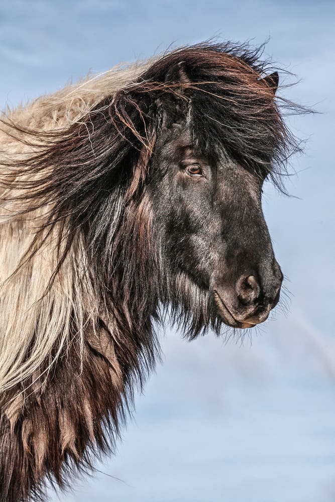Windblown Icelandic Horse by Bragi Ingibergsson - BRIN — canvas wall art