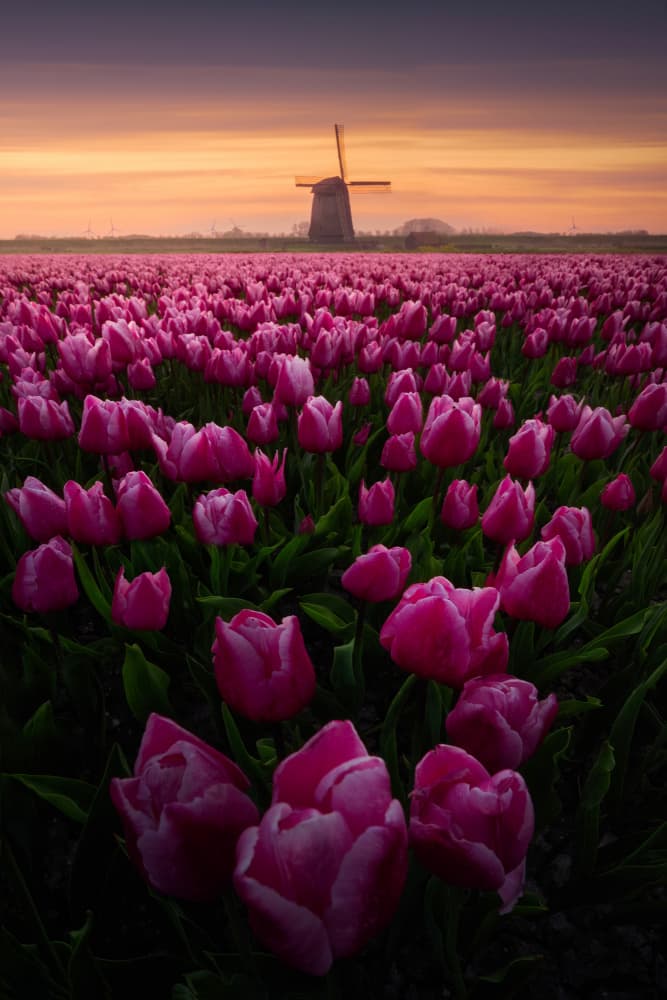 Pink Tulips Sunset Windmill by SANDEEP MATHUR — canvas wall art