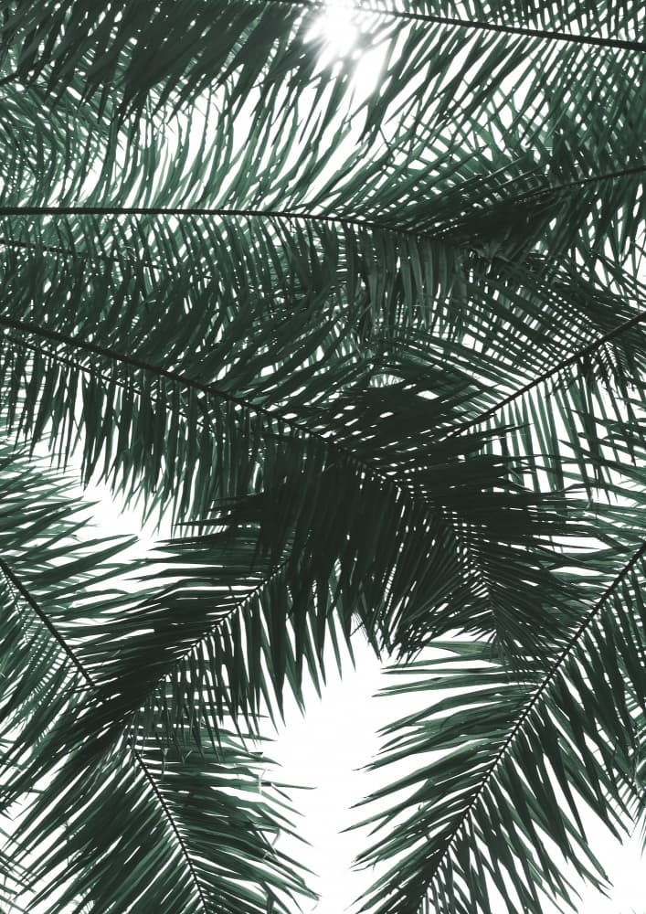 Sunlit Palms Canopy by Shot by Clint — canvas wall art