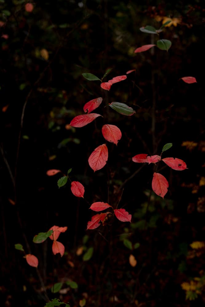 Deep Red Autumn Leaves by Aimee Giles — canvas wall art