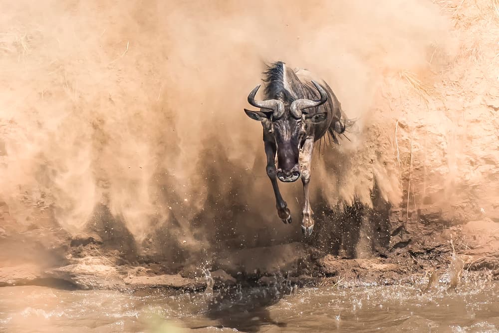 Wildebeest River Crossing by James Cai — canvas wall art