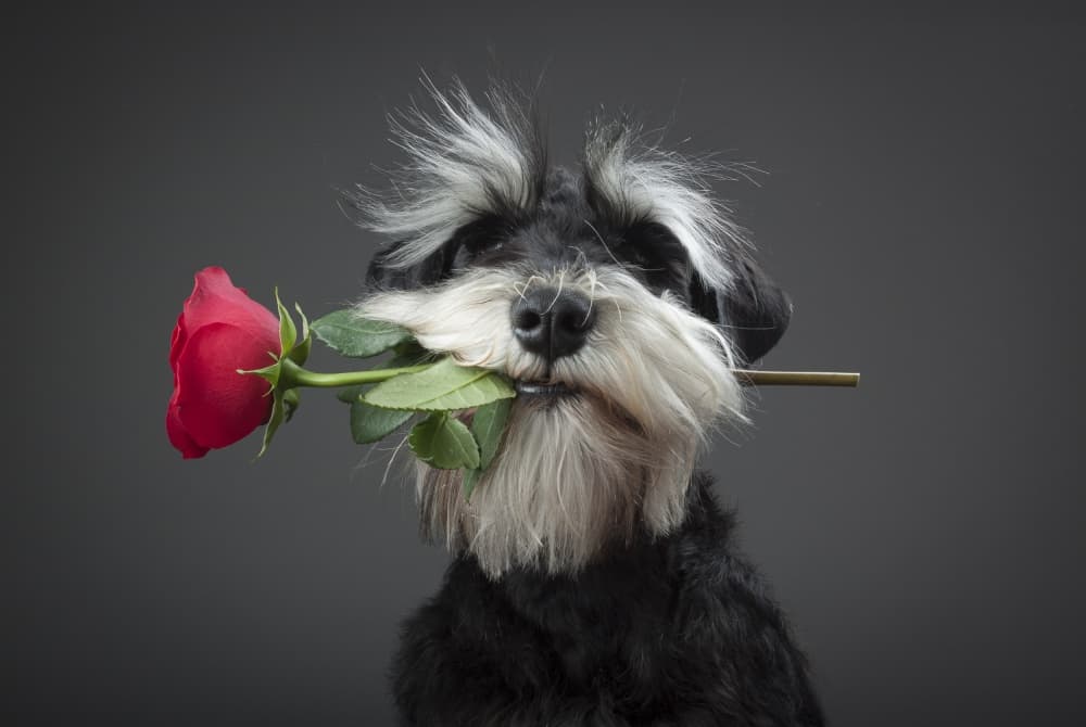 Schnauzer's Rose Delivery by Adnan Mahmutovic — canvas wall art