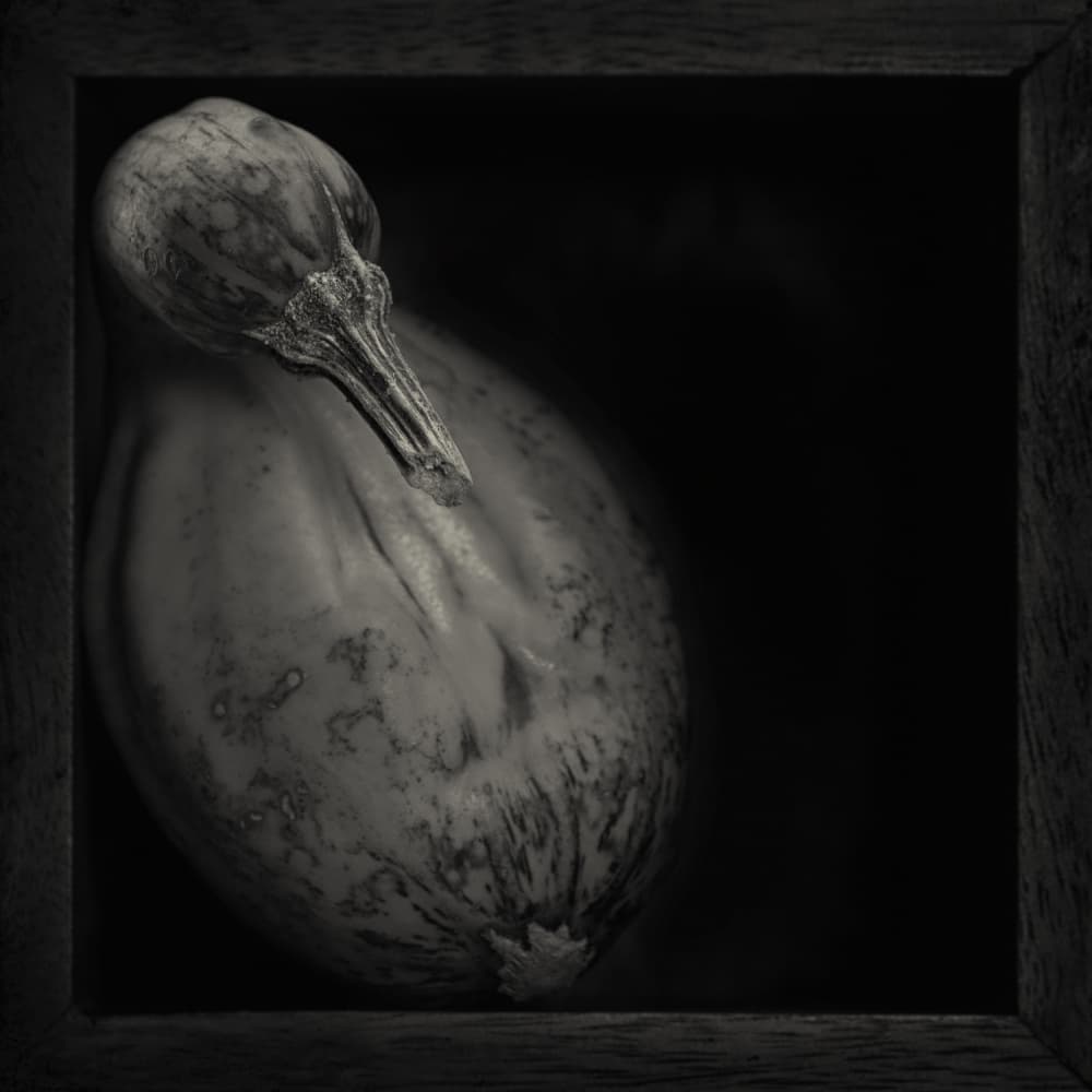 Dark Gourd Still Life by Lotte Grønkjær — canvas wall art